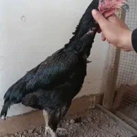 تخم‌اوشامو آلمانی