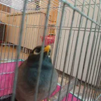 مرغ مینا باقفس