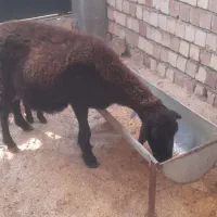 گوسفند افشار