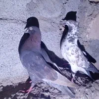 معاوضه با تخم مرغ