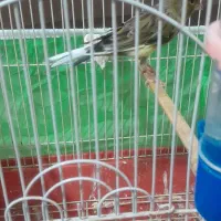 قناری نر مست بخون شلاقی به شرط خوندن|پرنده|پاکدشت, پاکدشت (مامازند)|دیوار