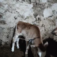 گاو|حیوانات مزرعه|سیلوانه, |دیوار