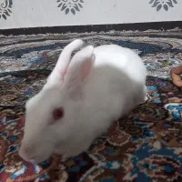 خرگوش بازیگوش