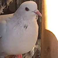 دوکبوتر یکی ماده ویکی نر هردوتا سالم واکسن زده|پرنده|ازنا, |دیوار