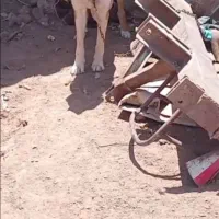 سگ گله ایی|سگ|شامکان, |دیوار