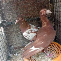 کبوتر پلاکی قره سرخ میولمنز