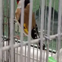 سیره باغی ۳ساله   نوک سفید مست مست|پرنده|خرم‌آباد, |دیوار