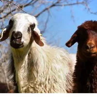 گوسفند پرواری