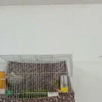 قناری نروماده|پرنده|مشهد, شهید بصیر|دیوار