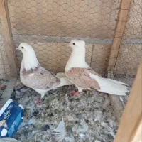 یک جفت پشت پیازی ذات دار