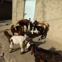 نر بز جوان|حیوانات مزرعه|نوده خاندوز, |دیوار