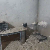 دم سفید نر|پرنده|اردبیل, |دیوار