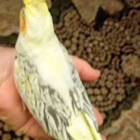 جوجه عروس هلندی لوتینوزعفرونی دوکت وتک خال|پرنده|شیراز, گویم|دیوار