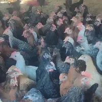 جوجه خردوس محلی
