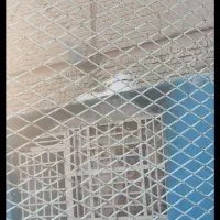 شاگرد کارواش