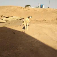 سگ هرکی خواصت درخدنتم|سگ|تربت جام, جامرود|دیوار