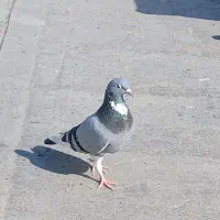 کبوتر رنگی آلمانی