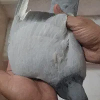 کبوتر.کفتر سبز بی خط