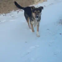 سگ گرگی  برای نگهبانی