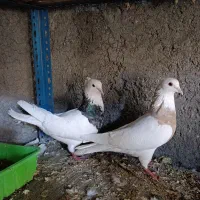 طوقی|حیوانات مزرعه|جرقویه, |دیوار