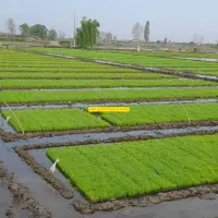 تیم سبدی آماده نشا