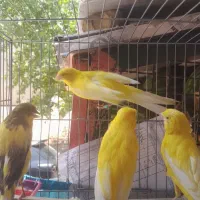 قناری رسمی بلند|پرنده|تهران, حصارک|دیوار