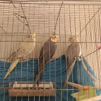 3عددعروس هلندی