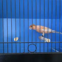 فروش قناری ماده سرخ هلندی کاکلی|پرنده|امیدیه, |دیوار