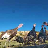 بوقلمون کوردی|حیوانات مزرعه|بانه, |دیوار