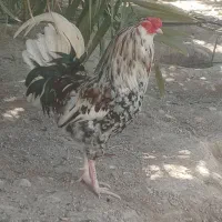 خروس گلین|حیوانات مزرعه|بندرعباس, |دیوار