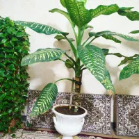 دو گل دیفن باخیا