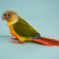 پرنده گمشده
