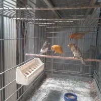 چهار عدد قناری ماده جفتی سهره