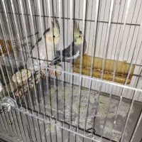 عروس هلندی نر ماده