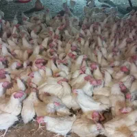 مرغ در حال تخم گذاری