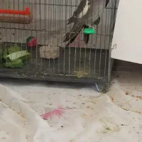 عروس هلندی|پرنده|بجنورد, |دیوار