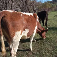 گاو|حیوانات مزرعه|هوراند, |دیوار