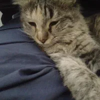 گربه پیدا شده|حیوانات|تهران, هلال احمر|دیوار