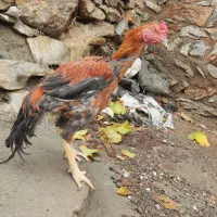 مرغ و خروس لاری|حیوانات مزرعه|پاوه, |دیوار