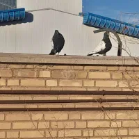 کبوتر|پرنده|بوئین زهرا, |دیوار