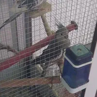 عروس هلندی|پرنده|کنگاور, |دیوار