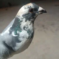 کبوتر ابلغ|پرنده|یاسوج, |دیوار