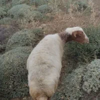 گوسفند شکم دار|حیوانات مزرعه|املش, |دیوار