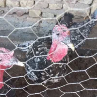 فروش سه عدد بوقلمون