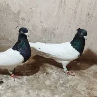کبوتر رنگه کله سیاه ساده سینه کلاغ|پرنده|مشهد, جاهد شهر|دیوار
