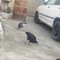 مرغ|حیوانات مزرعه|کهنوج, |دیوار