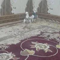 کبوتر‌طوقی|پرنده|شوشتر, |دیوار