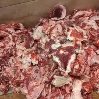 لادنده گوساله