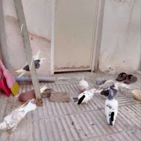 یک جفت تهرانی کله دار