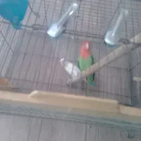 طوطی برزیلی مولد